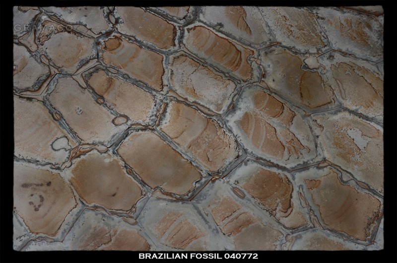 30180_brazilian_fossil_04772_FULL.jpg